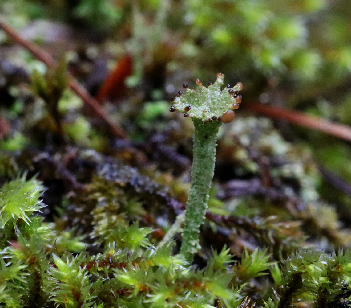 Smooth Horn Lichen - Cladonia gracilis *ID is tentative. It could also be Cladonia rei.<br />
<br />
Habitat: Growing in moss on a rock wall; mixed forest Cladonia,Cladonia gracilis,Geotagged,Smooth Horn Lichen,Spring,United States,lichen