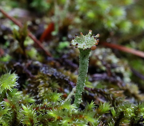 Smooth Horn Lichen - Cladonia gracilis *ID is tentative. It could also be Cladonia rei.

Habitat: Growing in moss on a rock wall; mixed forest Cladonia,Cladonia gracilis,Geotagged,Smooth Horn Lichen,Spring,United States,lichen