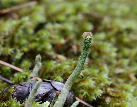 Smooth-footed Powderhorn - Cladonia ochrochlora *Tentative species ID

Habitat: Growing in moss on a rock wall; mixed forest Cladonia,Cladonia ochrochlora,Geotagged,Smooth-footed Powderhorn,Spring,United States,lichen