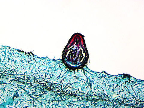 Sordaria fimicola This is a longitudinal section of S. fimicola (showing the perithecia), a microscopic fungus. It's commonly found in the feces of herbivores and can negatively impact the growth of other fungi, in addition to certain plants.

*l.s. microscope slide
https://www.jungledragon.com/image/128755/sordaria_fimicola.html Geotagged,Sordaria,Sordaria fimicola,Summer,United States,Winter,fungus
