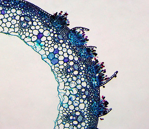 Stem Rust - Puccinia graminis Puccinia graminis is a fungus that causes significant disease in cereal crops. Crop species that are affected include bread wheat, durum wheat, barley, and triticale.

*microscope slide Geotagged,Puccinia,Puccinia graminis,Stem rust,United States,Winter,black rust,cereal rust,fungus,red dust,red rust,rust