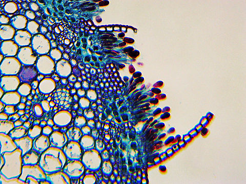 Stem Rust - Puccinia graminis Puccinia graminis is a fungus that causes significant disease in cereal crops. Crop species that are affected include bread wheat, durum wheat, barley, and triticale.

*microscope slide Geotagged,Puccinia graminis,Stem rust,United States,Winter