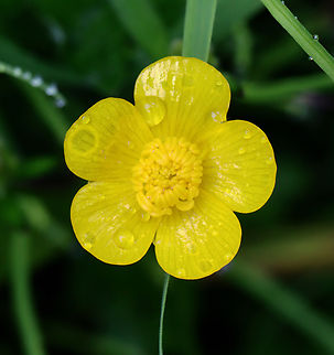 Meadow Buttercup - Ranunculus acris Habitat: Roadside Geotagged,Meadow buttercup,Ranunculus,Ranunculus acris,Spring,United States,buttercup