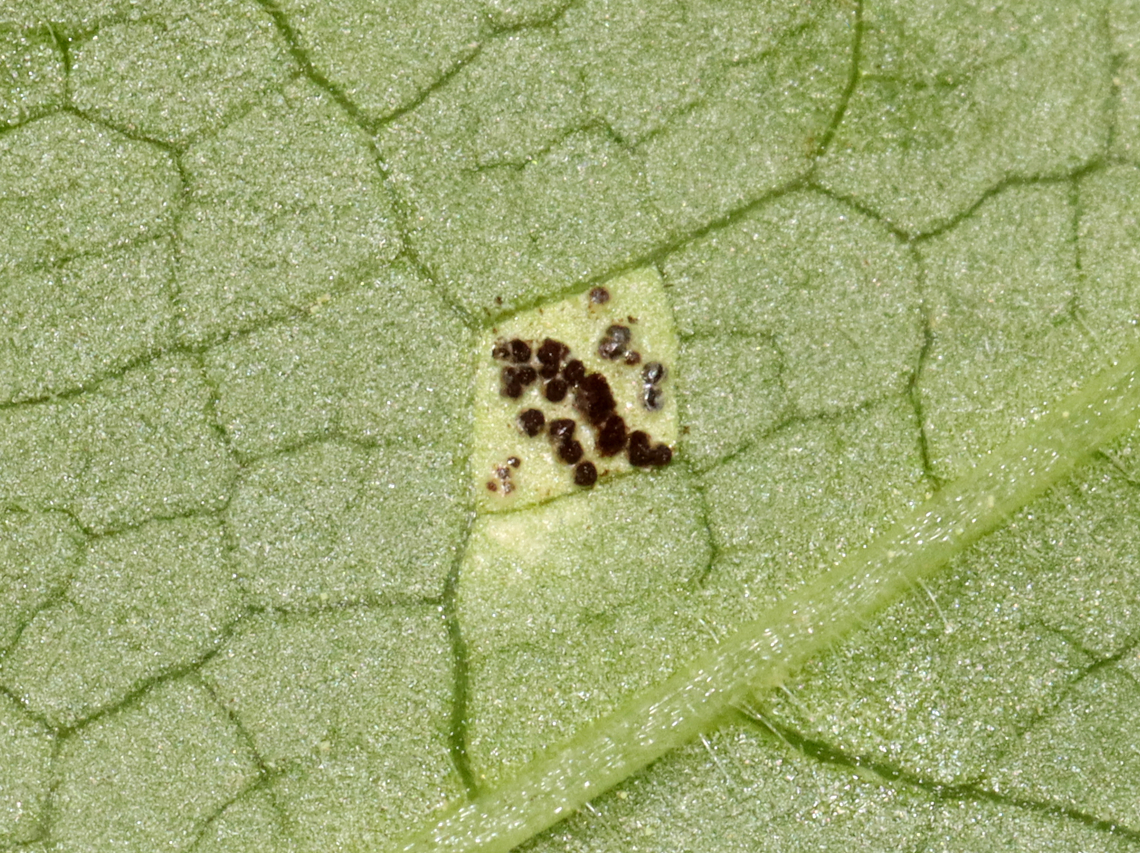 Mayapple Rust (Leaf Undersurface) - Allodus podophylli Habitat: On mayapple (Podophyllum peltatum) leaves<br />
<figure class="photo"><a href="https://www.jungledragon.com/image/128776/mayapple_rust_leaf_uppersurface_-_allodus_podophylli.html" title="Mayapple Rust (Leaf Uppersurface) - Allodus podophylli"><img src="https://s3.amazonaws.com/media.jungledragon.com/images/3232/128776_thumb.jpg?AWSAccessKeyId=05GMT0V3GWVNE7GGM1R2&Expires=1763596810&Signature=Xhv06vhA914HBzNtOIGVuH0CS3E%3D" width="200" height="156" alt="Mayapple Rust (Leaf Uppersurface) - Allodus podophylli Habitat: On mayapple (Podophyllum peltatum) leaves<br />
https://www.jungledragon.com/image/128775/mayapple_rust_leaf_undersurface_-_allodus_podophylli.html Allodus podophylli,Geotagged,Mayapple Rust,Spring,United States,allodus,fungus,mayapple,rust" /></a></figure> Allodus podophylli,Geotagged,Mayapple Rust,Spring,United States