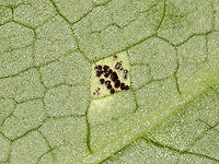 Mayapple Rust (Leaf Undersurface) - Allodus podophylli Habitat: On mayapple (Podophyllum peltatum) leaves<br />
https://www.jungledragon.com/image/128776/mayapple_rust_leaf_uppersurface_-_allodus_podophylli.html Allodus podophylli,Geotagged,Mayapple Rust,Spring,United States