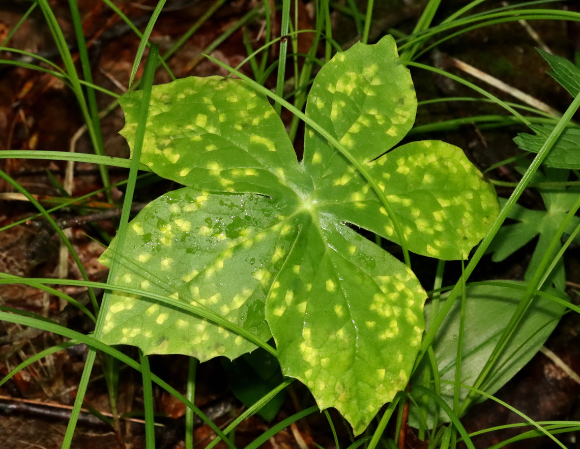 Mayapple Rust (Leaf Uppersurface) - Allodus podophylli Habitat: On mayapple (Podophyllum peltatum) leaves<br />
<figure class="photo"><a href="https://www.jungledragon.com/image/128775/mayapple_rust_leaf_undersurface_-_allodus_podophylli.html" title="Mayapple Rust (Leaf Undersurface) - Allodus podophylli"><img src="https://s3.amazonaws.com/media.jungledragon.com/images/3232/128775_thumb.jpg?AWSAccessKeyId=05GMT0V3GWVNE7GGM1R2&Expires=1759968010&Signature=01W%2BB96unzFZjvLplBmusI7v32w%3D" width="200" height="150" alt="Mayapple Rust (Leaf Undersurface) - Allodus podophylli Habitat: On mayapple (Podophyllum peltatum) leaves<br />
https://www.jungledragon.com/image/128776/mayapple_rust_leaf_uppersurface_-_allodus_podophylli.html Allodus podophylli,Geotagged,Mayapple Rust,Spring,United States" /></a></figure> Allodus podophylli,Geotagged,Mayapple Rust,Spring,United States,allodus,fungus,mayapple,rust