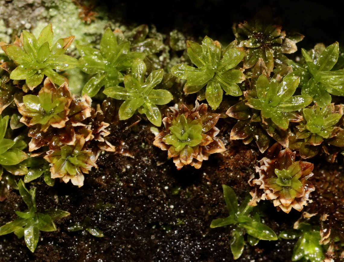 Moss - Family Polytrichaceae Atrichum undulatum?<br />
<br />
Habitat: Growing on a stone wall Geotagged,Polytrichaceae,Spring,United States,moss