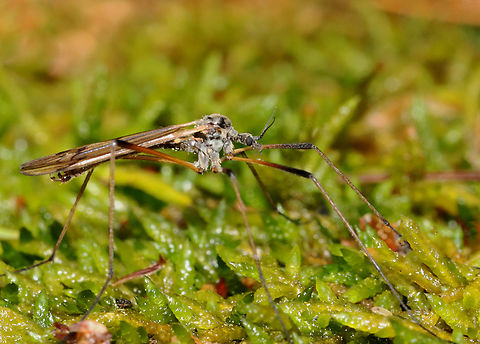 Cranefly - Family Tipulidae Habitat: Resting in moss on a stone wall; mixed forest Geotagged,Spring,Tipulidae,Tipuloidea,United States,cranefly,diptera,fly