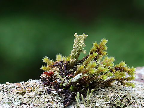 Lichen - Cladonia sp. Habitat: Growing in a tuft of moss on a lichen-encrusted stone wall; mixed forest Cladonia,Geotagged,Lecanoromycetes,Spring,United States,lichen