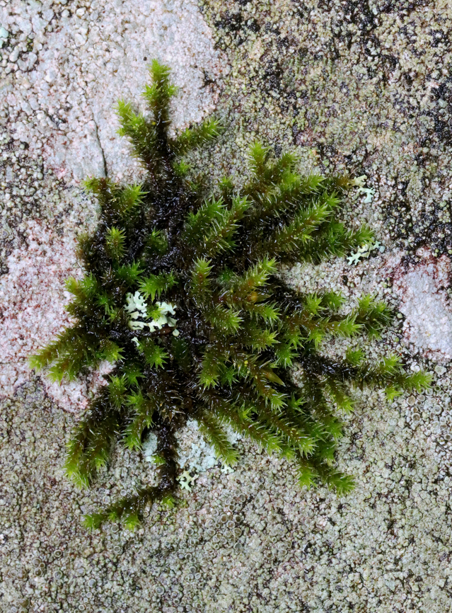 Moss - Class Bryopsida, Hedwigia ciliata *Tentative ID<br />
<br />
Habitat: Growing on a stone wall; mixed forest Bryopsida,Geotagged,Hedwig's Fringeleaf Moss,Hedwigia,Hedwigia ciliata,Spring,United States,moss