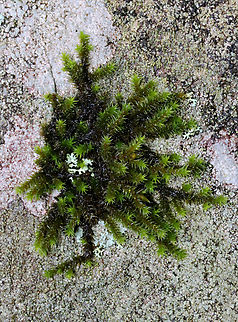 Moss - Class Bryopsida, Hedwigia ciliata *Tentative ID

Habitat: Growing on a stone wall; mixed forest Bryopsida,Geotagged,Hedwig's Fringeleaf Moss,Hedwigia,Hedwigia ciliata,Spring,United States,moss