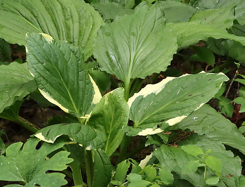 Eastern skunk cabbage - Symplocarpus foetidus The leaves of this skunk cabbage plant had white edges and dark spots on the leaves. I couldn't get any closer due to poison ivy. I'm curious as to what caused this.

Habitat: Mesic, mixed forest Eastern skunk cabbage,Geotagged,Spring,Symplocarpus,Symplocarpus foetidus,United States,skunk cabbage