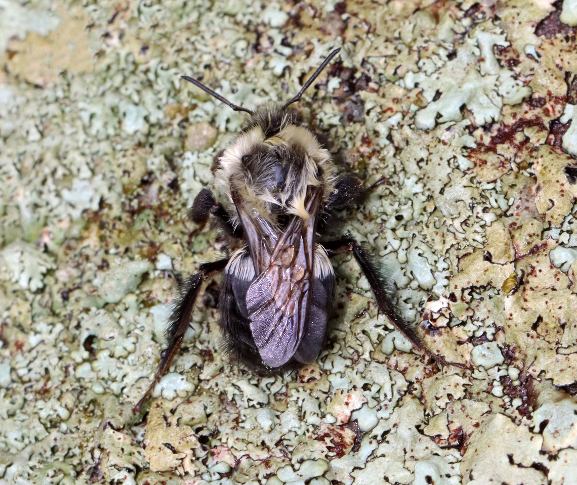 Bumble Bee - Bombus impatiens Habitat: Resting on a stone wall; mixed forest Bombus,Bombus impatiens,Common eastern bumble bee,Geotagged,Spring,United States,bee,bumble bee