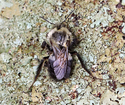 Bumble Bee - Bombus impatiens Habitat: Resting on a stone wall; mixed forest Bombus,Bombus impatiens,Common eastern bumble bee,Geotagged,Spring,United States,bee,bumble bee