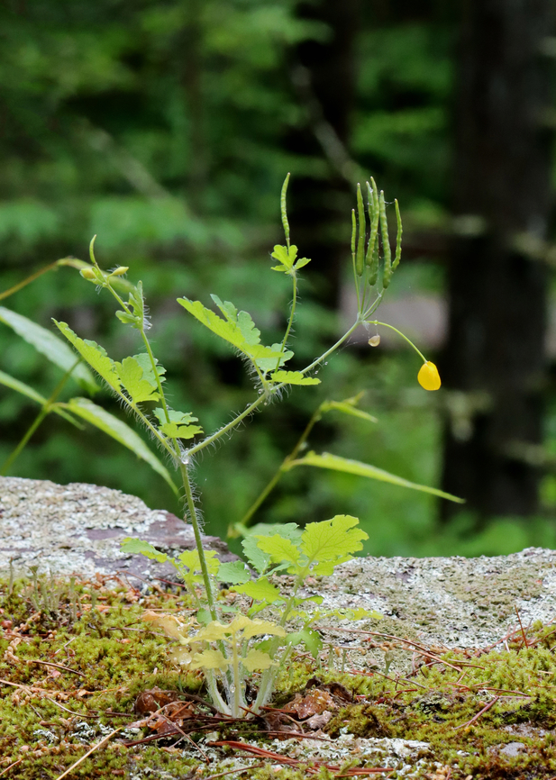 Greater Celandine - Chelidonium majus A weird spot to grow!<br />
<br />
Habitat: Growing among moss on the top of a stone wall; mixed forest Chelidonium,Chelidonium majus,Geotagged,Greater celandine,Spring,United States,celandine
