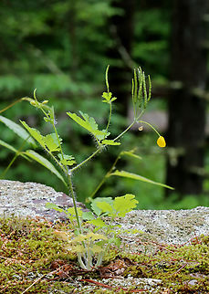 Greater Celandine - Chelidonium majus A weird spot to grow!

Habitat: Growing among moss on the top of a stone wall; mixed forest Chelidonium,Chelidonium majus,Geotagged,Greater celandine,Spring,United States,celandine