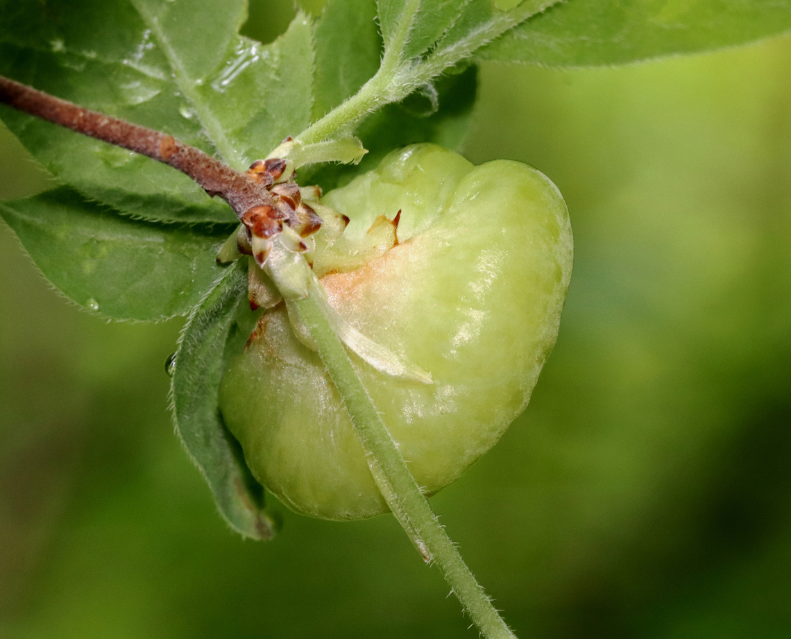 Azalea Gall - Exobasidium rhododendri Host: Growing on Rhododendron viscosum Azalea Gall,Exobasidium rhododendri,Geotagged,Spring,United States,fungus,gall