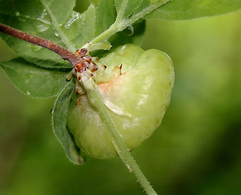 Azalea Gall - Exobasidium rhododendri Host: Growing on Rhododendron viscosum Azalea Gall,Exobasidium rhododendri,Geotagged,Spring,United States,fungus,gall