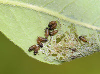 Beetle Larvae - Chrysomelidae These might be Plagiodera versicolora because I saw many adults in the area...But, I don't know if this is a willow tree ;P. It doesn't look like it, so the larvae may be a similar leaf beetle species.<br />
<br />
Habitat: Skeletonizing leaves on a tree growing in a mesic forest<br />
https://www.jungledragon.com/image/128843/beetle_larvae_damage.html Geotagged,Spring,United States