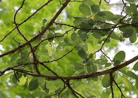 Beetle Larvae Damage These might be Plagiodera versicolora because I saw many adults in the area...But, I don't know if this is a willow tree ;P.  It doesn't look like it, so the larvae may be a similar leaf beetle species. 

Habitat: Skeletonizing leaves on a tree growing in a mesic forest
https://www.jungledragon.com/image/128842/beetle_larvae_-_chrysomelidae.html Coleoptera,Geotagged,Spring,United States,beetle,beetle larvae,chrysomelidae,larva,larvae