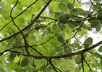 Beetle Larvae Damage These might be Plagiodera versicolora because I saw many adults in the area...But, I don't know if this is a willow tree ;P.  It doesn't look like it, so the larvae may be a similar leaf beetle species. <br />
<br />
Habitat: Skeletonizing leaves on a tree growing in a mesic forest<br />
https://www.jungledragon.com/image/128842/beetle_larvae_-_chrysomelidae.html Coleoptera,Geotagged,Spring,United States,beetle,beetle larvae,chrysomelidae,larva,larvae