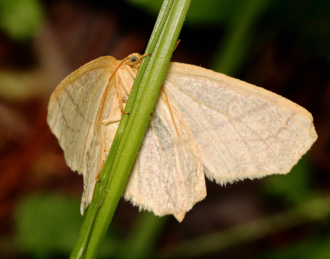 Straw Besma - Besma endropiaria Habitat: Mesic forest Besma,Besma endropiaria,Geotagged,Spring,Straw Besma,United States,moth
