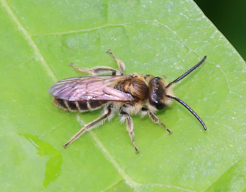 Wilke's Mining Bee