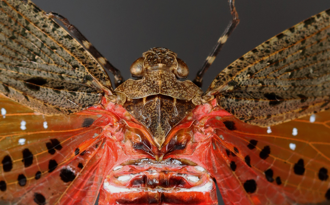 Lanternfly - Penthicodes pulchella *Pinned specimen<br />
<figure class="photo"><a href="https://www.jungledragon.com/image/128896/lanternfly_-_penthicodes_pulchella.html" title="Lanternfly - Penthicodes pulchella"><img src="https://s3.amazonaws.com/media.jungledragon.com/images/3232/128896_thumb.jpg?AWSAccessKeyId=05GMT0V3GWVNE7GGM1R2&Expires=1763596810&Signature=SmtACoBeTP1EOmpinhysEeyPh9c%3D" width="134" height="152" alt="Lanternfly - Penthicodes pulchella *Pinned specimen<br />
https://www.jungledragon.com/image/128895/lanternfly_-_penthicodes_pulchella.html Aphaeninae,Geotagged,Lanternfly,Penthicodes,Penthicodes pulchella,United States,Winter" /></a></figure> Geotagged,Penthicodes pulchella,United States,Winter