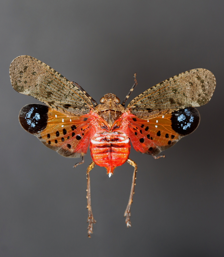 Lanternfly - Penthicodes pulchella *Pinned specimen<br />
<figure class="photo"><a href="https://www.jungledragon.com/image/128895/lanternfly_-_penthicodes_pulchella.html" title="Lanternfly - Penthicodes pulchella"><img src="https://s3.amazonaws.com/media.jungledragon.com/images/3232/128895_thumb.jpg?AWSAccessKeyId=05GMT0V3GWVNE7GGM1R2&Expires=1769040010&Signature=ZAtsMr3IYcypdbLmuz7fT0yDnpU%3D" width="200" height="126" alt="Lanternfly - Penthicodes pulchella *Pinned specimen<br />
https://www.jungledragon.com/image/128896/lanternfly_-_penthicodes_pulchella.html Geotagged,Penthicodes pulchella,United States,Winter" /></a></figure> Aphaeninae,Geotagged,Lanternfly,Penthicodes,Penthicodes pulchella,United States,Winter