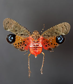 Lanternfly - Penthicodes pulchella *Pinned specimen
https://www.jungledragon.com/image/128895/lanternfly_-_penthicodes_pulchella.html Aphaeninae,Geotagged,Lanternfly,Penthicodes,Penthicodes pulchella,United States,Winter