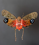 Lanternfly - Penthicodes pulchella *Pinned specimen<br />
https://www.jungledragon.com/image/128895/lanternfly_-_penthicodes_pulchella.html Aphaeninae,Geotagged,Lanternfly,Penthicodes,Penthicodes pulchella,United States,Winter