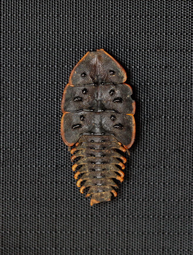 Trilobite Beetle - Platerodrilus ruficollis *Pinned Specimen Geotagged,Platerodrilus,Platerodrilus ruficollis,United States,Winter,beetle,lycidae,trilobite beetle