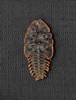 Trilobite Beetle - Platerodrilus ruficollis *Pinned Specimen Geotagged,Platerodrilus,Platerodrilus ruficollis,United States,Winter,beetle,lycidae,trilobite beetle