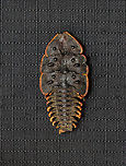 Trilobite Beetle - Platerodrilus ruficollis *Pinned Specimen Geotagged,Platerodrilus,Platerodrilus ruficollis,United States,Winter,beetle,lycidae,trilobite beetle