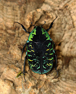 Scarab Beetle - Euchroea coelestis *Pinned specimen Cetoniinae,Euchroea,Euchroea coelestis,Euchroea colestis,Geotagged,Scarabaeidae,United States,Winter,beetle