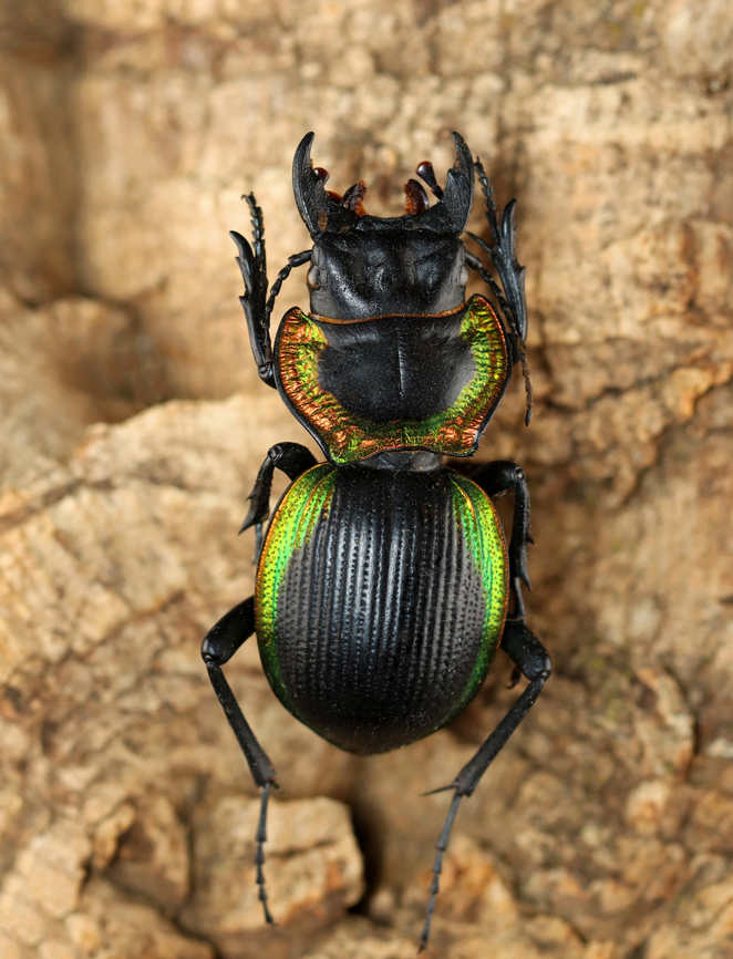 Ground Beetle - Mouhotia gloriosa *Pinned specimen Carabidae,Geotagged,Mouhotia,Mouhotia gloriosa,United States,Winter,beetle,ground beetle