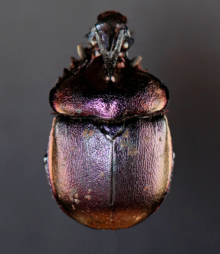 Earth-Boring Dung Beetle - Enoplotrupes sharpi This beetle was so hard to photograph. It is super shiny and covered in mud/dung.<br />
<br />
*Pinned specimen Earth-Boring Dung Beetle,Enoplotrupes,Enoplotrupes sharpi,Geotagged,Geotrupidae,United States,Winter,beetle,coleoptera