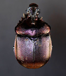 Earth-Boring Dung Beetle - Enoplotrupes sharpi This beetle was so hard to photograph. It is super shiny and covered in mud/dung.

*Pinned specimen Earth-Boring Dung Beetle,Enoplotrupes,Enoplotrupes sharpi,Geotagged,Geotrupidae,United States,Winter,beetle,coleoptera