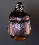 Earth-Boring Dung Beetle - Enoplotrupes sharpi This beetle was so hard to photograph. It is super shiny and covered in mud/dung.<br />
<br />
*Pinned specimen Earth-Boring Dung Beetle,Enoplotrupes,Enoplotrupes sharpi,Geotagged,Geotrupidae,United States,Winter,beetle,coleoptera