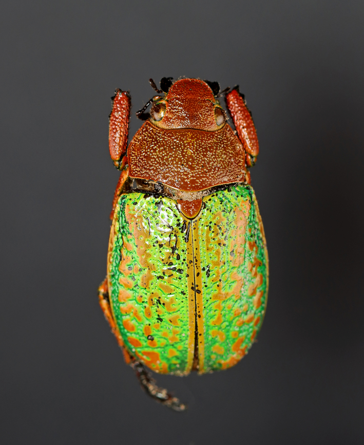 Jewel Scarab - Chrysina victorina *Pinned specimen Chrysina,Chrysina victorina,Geotagged,Scarabaeidae,United States,Winter,beetle,jewel scarab