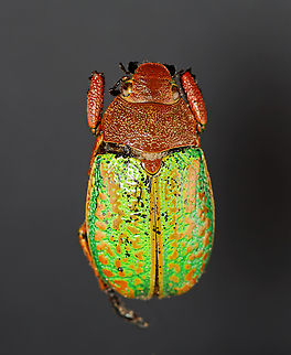 Jewel Scarab - Chrysina victorina *Pinned specimen Chrysina,Chrysina victorina,Geotagged,Scarabaeidae,United States,Winter,beetle,jewel scarab