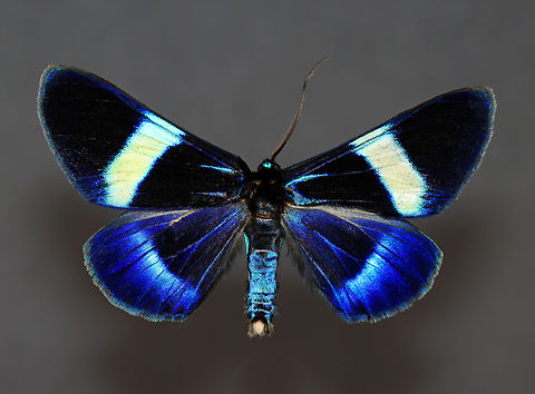 Milionia delicatula *Pinned specimen -- not in great shape, unfortunately. Geotagged,Milionia,Milionia delicatula,United States,Winter,butterfly