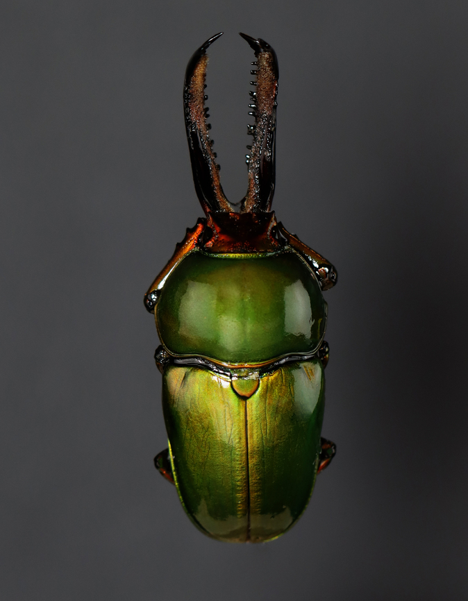 Stag Beetle (Male) - Lamprima adolphinae I could use some advice about photographing this beetle! This is my 3rd attempt and best result so far. This beetle is impossibly shiny. In this photo, I am not using flash, but instead a light (LitraTorch 2.0 ) with diffuser on both sides of the beetle. You can see the shape of the diffusers on the thorax of the beetle, which is annoying. Should I increase the light output and move it further from the beetle? Use larger diffusers? I&#039;m not sure, but would like to get an image without too much reflection.<br />
<br />
*Pinned specimen Coleoptera,Geotagged,Lamprima,Lamprima adolphinae,Lucanidae,United States,Winter,beetle,stag beetle