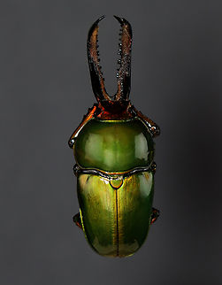 Stag Beetle (Male) - Lamprima adolphinae I could use some advice about photographing this beetle! This is my 3rd attempt and best result so far. This beetle is impossibly shiny. In this photo, I am not using flash, but instead a light (LitraTorch 2.0 ) with diffuser on both sides of the beetle. You can see the shape of the diffusers on the thorax of the beetle, which is annoying. Should I increase the light output and move it further from the beetle? Use larger diffusers? I'm not sure, but would like to get an image without too much reflection.

*Pinned specimen Coleoptera,Geotagged,Lamprima,Lamprima adolphinae,Lucanidae,United States,Winter,beetle,stag beetle