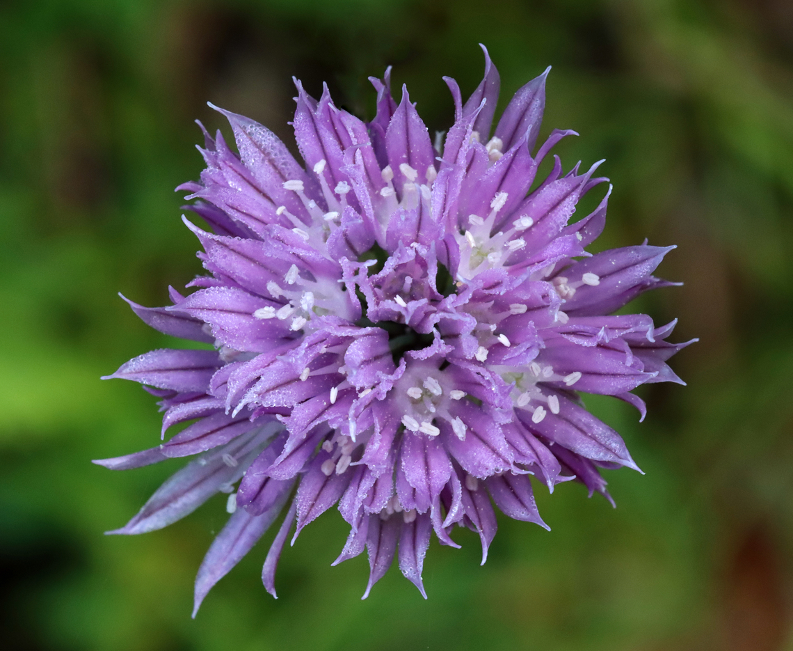 Chives - Allium schoenoprasum Habitat: Garden<br />
<figure class="photo"><a href="https://www.jungledragon.com/image/128968/chives_-_allium_schoenoprasum.html" title="Chives - Allium schoenoprasum"><img src="https://s3.amazonaws.com/media.jungledragon.com/images/3232/128968_thumb.jpg?AWSAccessKeyId=05GMT0V3GWVNE7GGM1R2&Expires=1759968010&Signature=hBIRTPMdWELyuGfRDhCMl6NsVkQ%3D" width="200" height="160" alt="Chives - Allium schoenoprasum Habitat: Garden<br />
https://www.jungledragon.com/image/128967/chives_-_allium_schoenoprasum.html Allium schoenoprasum,Chives,Geotagged,Spring,United States" /></a></figure> Allium,Allium schoenoprasum,Chives,Geotagged,Spring,United States