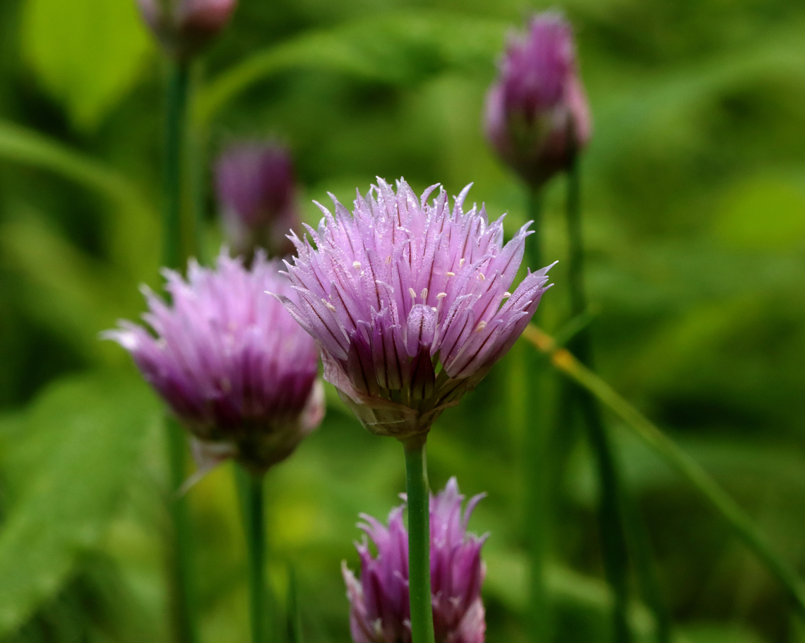 Chives - Allium schoenoprasum Habitat: Garden<br />
<figure class="photo"><a href="https://www.jungledragon.com/image/128967/chives_-_allium_schoenoprasum.html" title="Chives - Allium schoenoprasum"><img src="https://s3.amazonaws.com/media.jungledragon.com/images/3232/128967_thumb.jpg?AWSAccessKeyId=05GMT0V3GWVNE7GGM1R2&Expires=1759968010&Signature=eGjT7ICP1dbzP3%2BzKYmUM6mGnfQ%3D" width="200" height="166" alt="Chives - Allium schoenoprasum Habitat: Garden<br />
https://www.jungledragon.com/image/128968/chives_-_allium_schoenoprasum.html Allium,Allium schoenoprasum,Chives,Geotagged,Spring,United States" /></a></figure> Allium schoenoprasum,Chives,Geotagged,Spring,United States