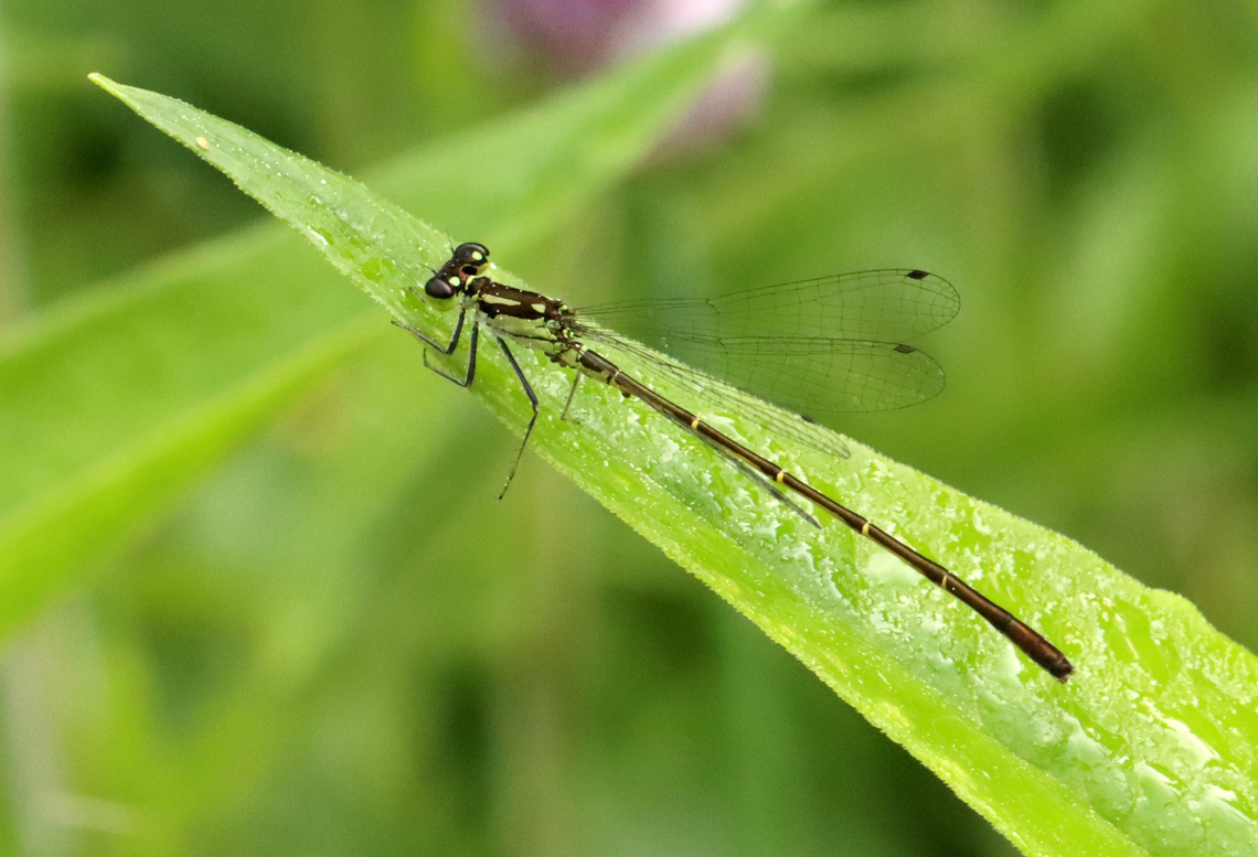 Fragile Forktail (Male) - Ischnura posita Males are yellowish-green, females are blue, and tenerals are brown. The markings on the dorsal part of its thorax look like exclamation points.<br />
<br />
Habitat: Woodland pond Coenagrionidae,Fragile Forktail,Geotagged,Ischnura,Ischnura posita,Spring,United States,Zygoptera,damselfly,forktail,odonata
