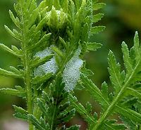 Spittlebug - Philaenus spumarius Habitat: Garden<br />
https://www.jungledragon.com/image/128977/spittlebug_-_philaenus_spumarius.html Geotagged,Meadow Froghopper,Philaenus spumarius,Spring,United States