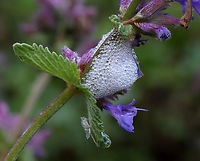 Spittlebug - Philaenus spumarius Spittlebug nymphs use their mouthparts to suck amino acids out of plant sap. The nymphs then excrete excess sap from their anus and create masses of frothy "spit" by pumping air into the excrement as they excrete it. <br />
<br />
Habitat: Garden<br />
https://www.jungledragon.com/image/128976/spittlebug_-_philaenus_spumarius.html Geotagged,Meadow Froghopper,Philaenus,Philaenus spumarius,Spring,United States,froghopper,nymph,spittlebug