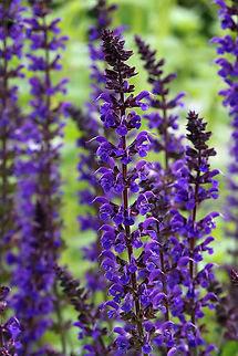 Meadow Sage - Salvia pratensis Habitat: Garden Geotagged,Lamiaceae,Salvia,Salvia pratensis,Spring,United States,meadow sage,sage